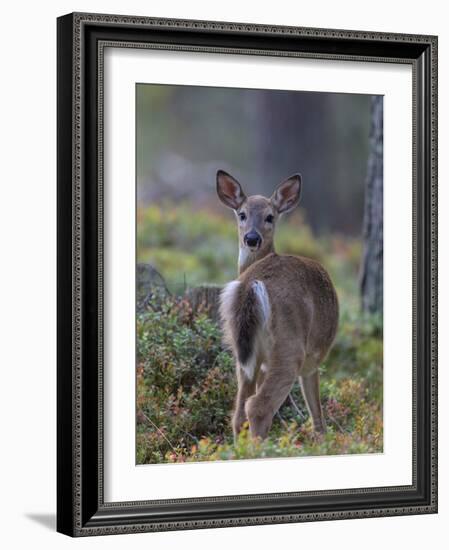 Young White-tailed deer alert, Finland-Jussi Murtosaari-Framed Photographic Print