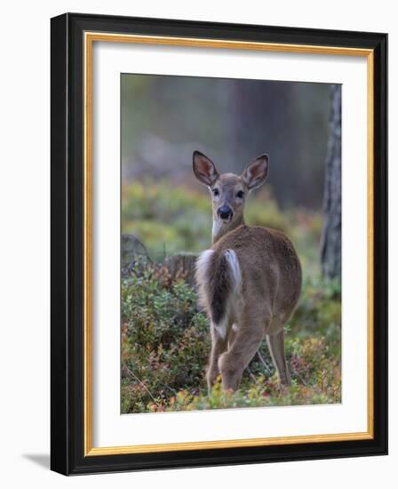 Young White-tailed deer alert, Finland-Jussi Murtosaari-Framed Photographic Print