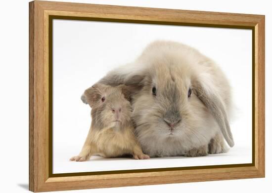 Young Windmill-Eared Rabbit and Matching Guinea-Pig-Mark Taylor-Framed Premier Image Canvas