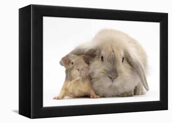 Young Windmill-Eared Rabbit and Matching Guinea-Pig-Mark Taylor-Framed Premier Image Canvas