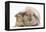 Young Windmill-Eared Rabbit and Matching Guinea-Pig-Mark Taylor-Framed Premier Image Canvas