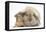 Young Windmill-Eared Rabbit and Matching Guinea-Pig-Mark Taylor-Framed Premier Image Canvas