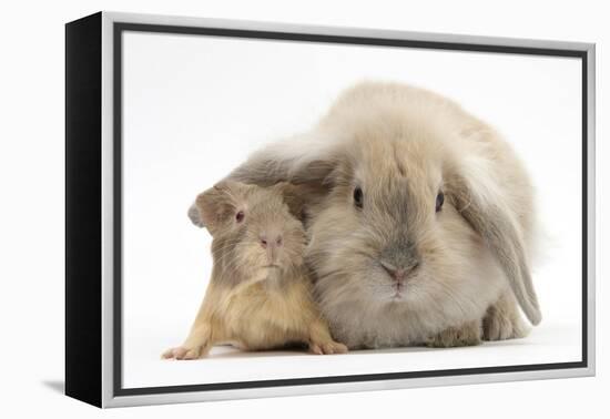 Young Windmill-Eared Rabbit and Matching Guinea-Pig-Mark Taylor-Framed Premier Image Canvas