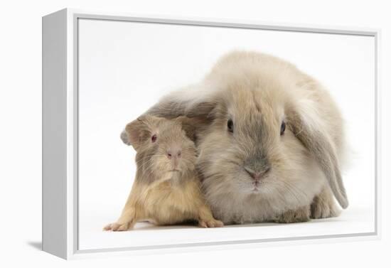 Young Windmill-Eared Rabbit and Matching Guinea-Pig-Mark Taylor-Framed Premier Image Canvas