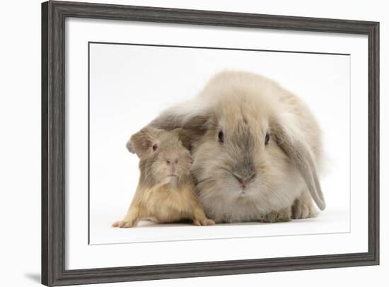 Young Windmill-Eared Rabbit and Matching Guinea-Pig-Mark Taylor-Framed Photographic Print