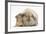 Young Windmill-Eared Rabbit and Matching Guinea-Pig-Mark Taylor-Framed Photographic Print