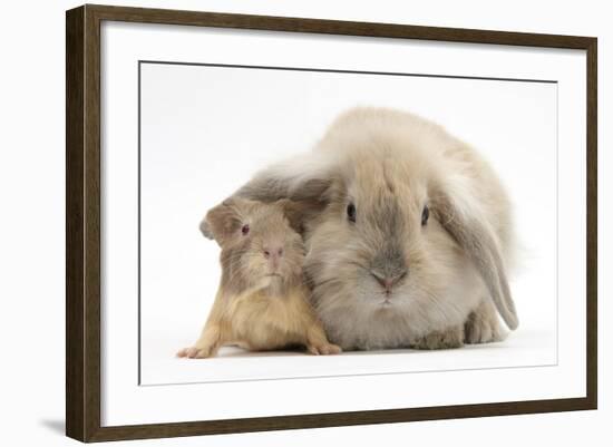 Young Windmill-Eared Rabbit and Matching Guinea-Pig-Mark Taylor-Framed Photographic Print