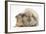 Young Windmill-Eared Rabbit and Matching Guinea-Pig-Mark Taylor-Framed Photographic Print