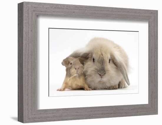 Young Windmill-Eared Rabbit and Matching Guinea-Pig-Mark Taylor-Framed Photographic Print