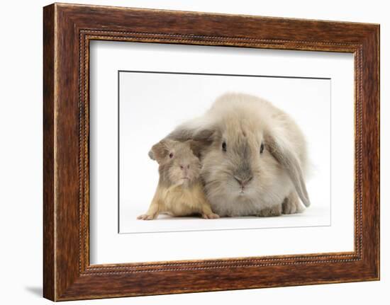 Young Windmill-Eared Rabbit and Matching Guinea-Pig-Mark Taylor-Framed Photographic Print