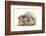 Young Windmill-Eared Rabbit and Matching Guinea-Pig-Mark Taylor-Framed Photographic Print