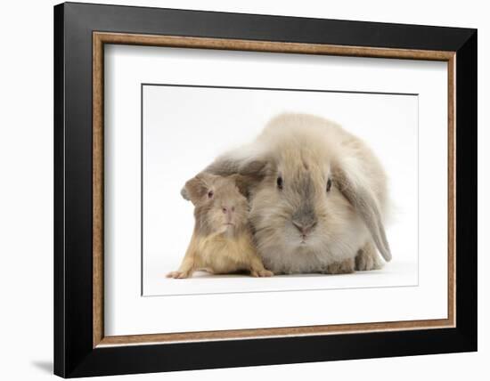 Young Windmill-Eared Rabbit and Matching Guinea-Pig-Mark Taylor-Framed Photographic Print