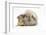 Young Windmill-Eared Rabbit and Matching Guinea-Pig-Mark Taylor-Framed Photographic Print