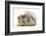 Young Windmill-Eared Rabbit and Matching Guinea-Pig-Mark Taylor-Framed Photographic Print