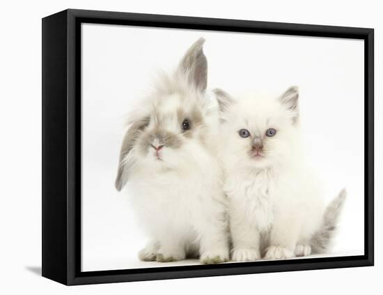 Young Windmill-Eared Rabbit and Matching Kitten-Mark Taylor-Framed Premier Image Canvas