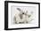 Young Windmill-Eared Rabbit and Matching Kitten-Mark Taylor-Framed Photographic Print