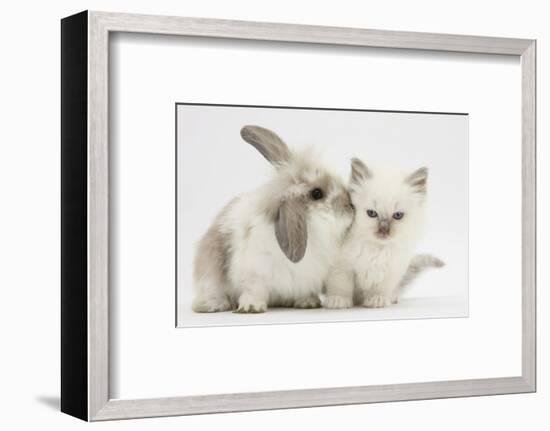 Young Windmill-Eared Rabbit and Matching Kitten-Mark Taylor-Framed Photographic Print