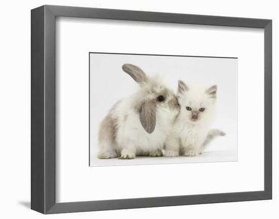 Young Windmill-Eared Rabbit and Matching Kitten-Mark Taylor-Framed Photographic Print