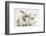 Young Windmill-Eared Rabbit and Matching Kitten-Mark Taylor-Framed Photographic Print