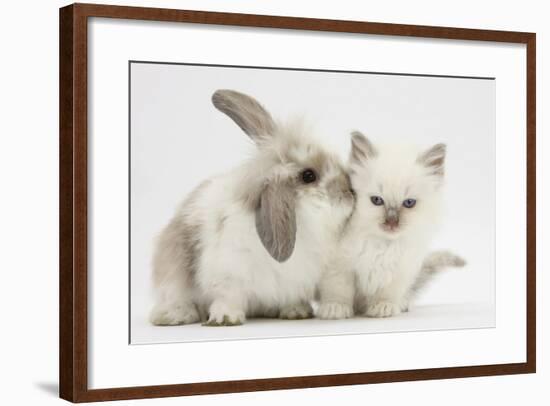 Young Windmill-Eared Rabbit and Matching Kitten-Mark Taylor-Framed Photographic Print