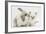 Young Windmill-Eared Rabbit and Matching Kitten-Mark Taylor-Framed Photographic Print