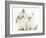 Young Windmill-Eared Rabbit and Matching Kitten-Mark Taylor-Framed Photographic Print