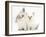 Young Windmill-Eared Rabbit and Matching Kitten-Mark Taylor-Framed Photographic Print