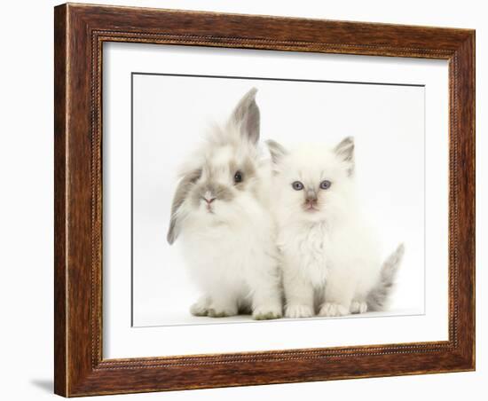 Young Windmill-Eared Rabbit and Matching Kitten-Mark Taylor-Framed Photographic Print