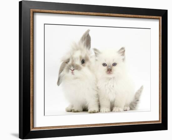 Young Windmill-Eared Rabbit and Matching Kitten-Mark Taylor-Framed Photographic Print