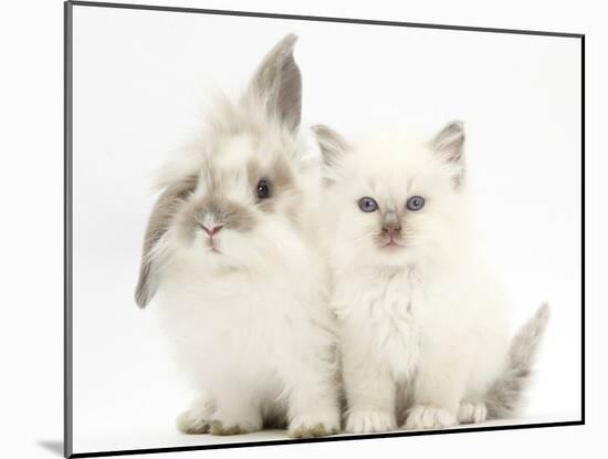 Young Windmill-Eared Rabbit and Matching Kitten-Mark Taylor-Mounted Photographic Print