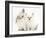 Young Windmill-Eared Rabbit and Matching Kitten-Mark Taylor-Framed Photographic Print