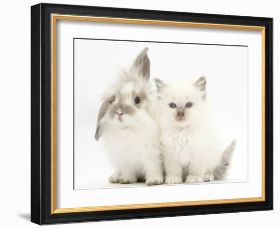 Young Windmill-Eared Rabbit and Matching Kitten-Mark Taylor-Framed Photographic Print