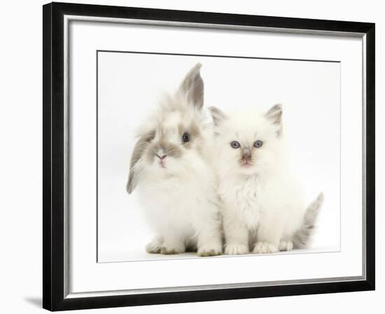 Young Windmill-Eared Rabbit and Matching Kitten-Mark Taylor-Framed Photographic Print