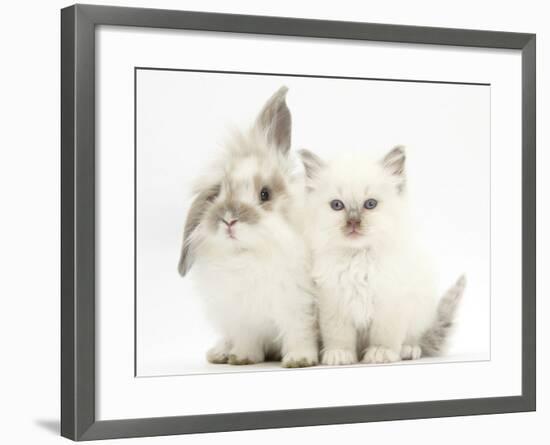 Young Windmill-Eared Rabbit and Matching Kitten-Mark Taylor-Framed Photographic Print