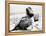 Young Woman at the Beach, Ca. 1938-null-Framed Premier Image Canvas