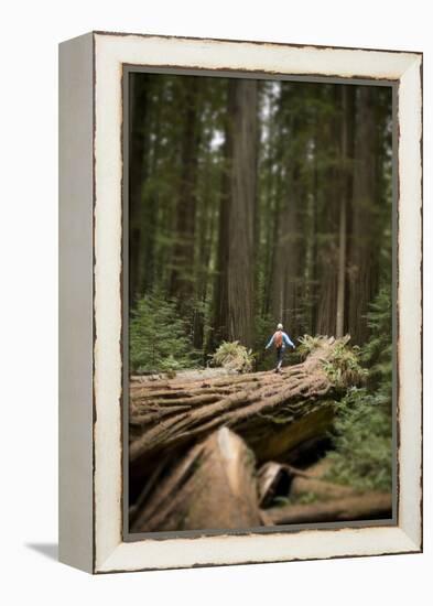 Young Woman Hiking in Humboldt Redwoods State Park, California-Justin Bailie-Framed Premier Image Canvas