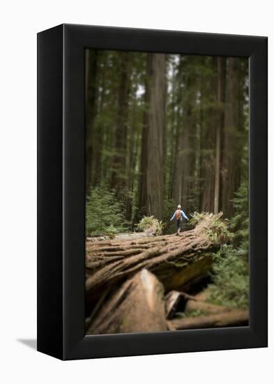 Young Woman Hiking in Humboldt Redwoods State Park, California-Justin Bailie-Framed Premier Image Canvas