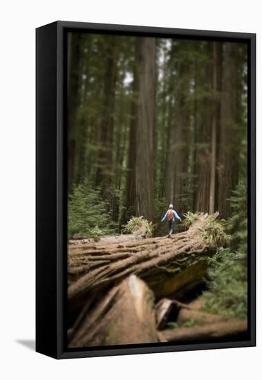 Young Woman Hiking in Humboldt Redwoods State Park, California-Justin Bailie-Framed Premier Image Canvas