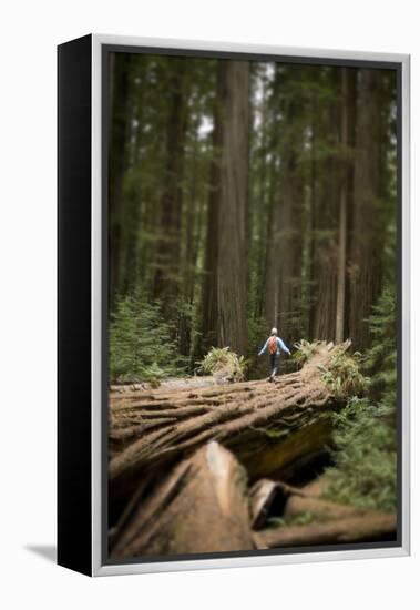 Young Woman Hiking in Humboldt Redwoods State Park, California-Justin Bailie-Framed Premier Image Canvas