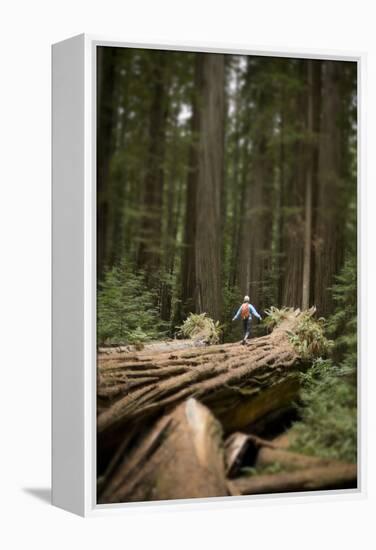 Young Woman Hiking in Humboldt Redwoods State Park, California-Justin Bailie-Framed Premier Image Canvas