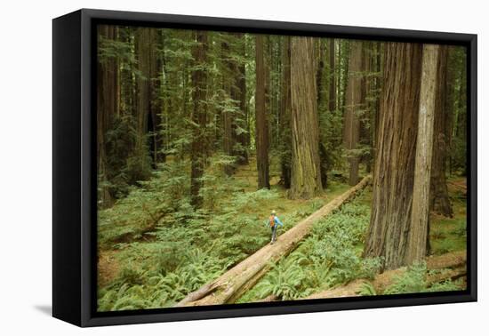 Young Woman Hiking In Humbolt Redwoods State Park, CA-Justin Bailie-Framed Premier Image Canvas