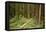 Young Woman Hiking In Humbolt Redwoods State Park, CA-Justin Bailie-Framed Premier Image Canvas