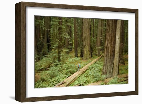 Young Woman Hiking In Humbolt Redwoods State Park, CA-Justin Bailie-Framed Photographic Print