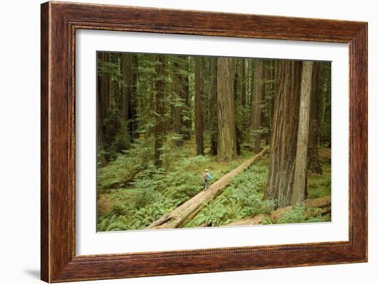 Young Woman Hiking In Humbolt Redwoods State Park, CA-Justin Bailie-Framed Photographic Print