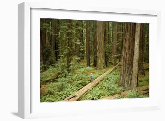 Young Woman Hiking In Humbolt Redwoods State Park, CA-Justin Bailie-Framed Photographic Print