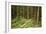 Young Woman Hiking In Humbolt Redwoods State Park, CA-Justin Bailie-Framed Photographic Print