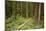 Young Woman Hiking In Humbolt Redwoods State Park, CA-Justin Bailie-Mounted Photographic Print