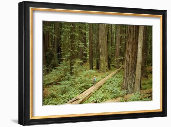 Young Woman Hiking In Humbolt Redwoods State Park, CA-Justin Bailie-Framed Photographic Print