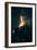 Young Woman in Fancy Dress-Rembrandt van Rijn-Framed Giclee Print