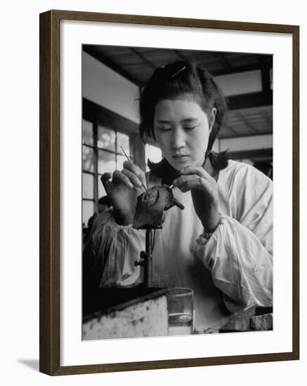 Young Woman Inserting Mother-Of-Pearl Bead into Live Oyster at Pearl Factory-Alfred Eisenstaedt-Framed Premium Photographic Print